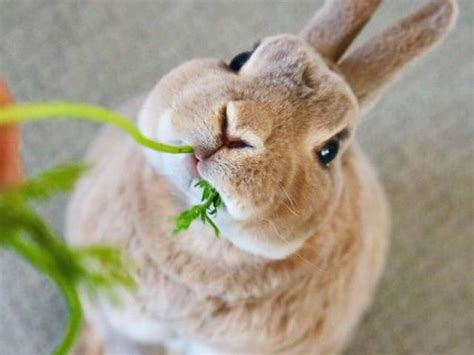 養什麼寵物好|你適合飼養哪一種寵物？